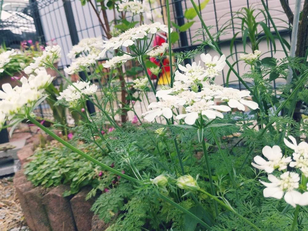 小さな庭の画像 by とこちゃんさん | 小さな庭と遊び心と大好きな色と癒しと庭の花たちとGS映えときれいとオルレア♡と可愛いと花のある暮らしと感激