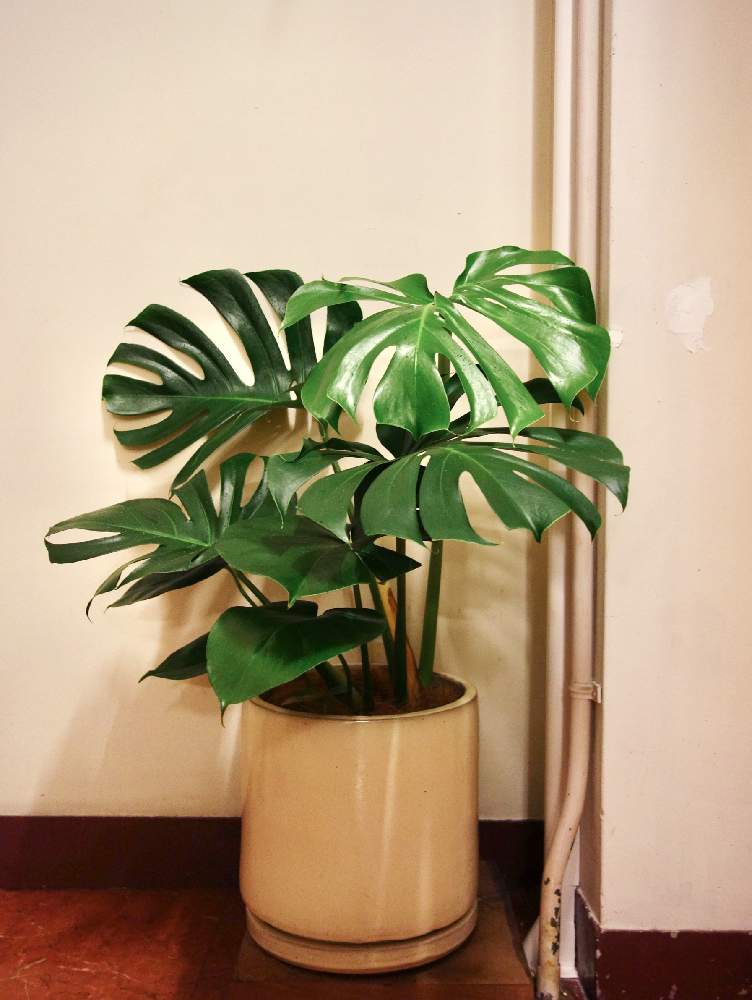 階段/廊下の画像 by Kondo Bldg.さん | 階段/廊下とモンステラ属と観葉植物とグリーンのある暮らしとGS映えとレトロと観葉植物のある暮らしと珍奇植物と花のある暮らしとモンステラ,