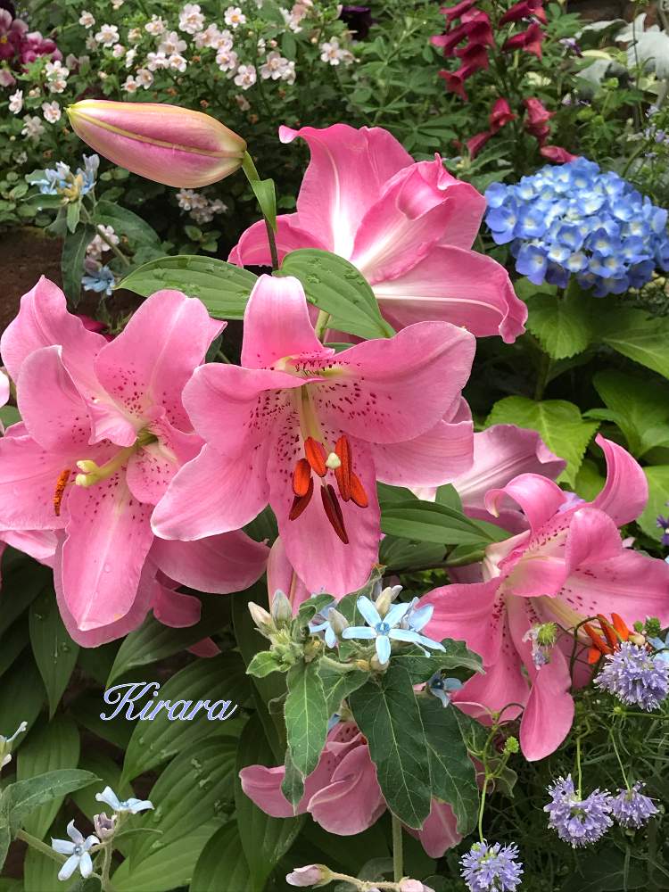 小さな庭の画像 by キララさん | 小さな庭とブルースター☆と最前線のあなたへとピンクの花と今年は咲くのが早いと満開と今年初とGS映えとオキシペタラム ブルースターとお花に癒されてと紫陽花 アジサイ あじさいとオリエンタル ハイブリッド*といい香りと花のある暮らしと今年も咲きました❣️と花姿が魅力的とユリの花
