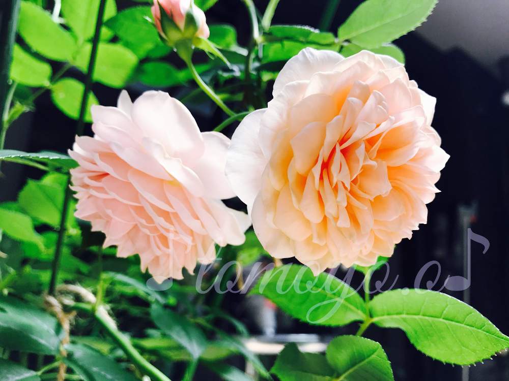 テラスの画像 by 幻テラスのともちゃん2年生さん | テラスとバラとばら バラ 薔薇と薔薇愛同盟と房咲きとおうち時間とデビッドオースチンとおうち園芸と感染防止に努めましょう❗️とバラ・オールドローズとイングリッシュ・ローズと花のある暮らしと薔薇♪とバラ・ミニバラとロザリアンとバラを楽しむ