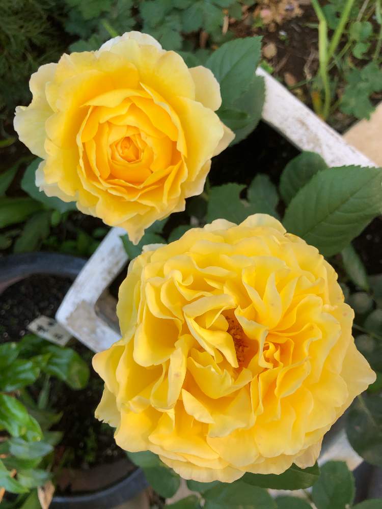 小さな庭の画像 by ネズナイカさん | 小さな庭とばら バラ 薔薇と薔薇好きとティータイムと癒しとおうち園芸と薔薇♪とロザリアン