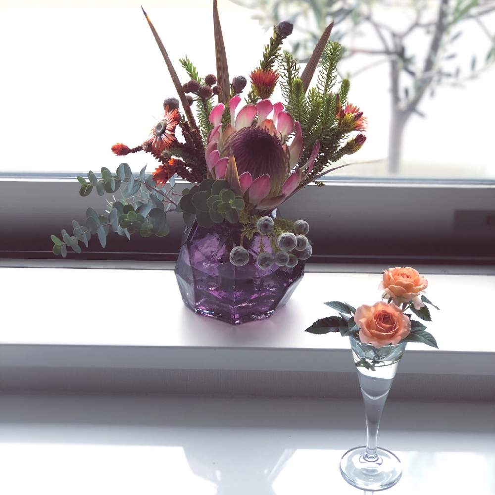 窓辺の画像 by * KL *さん | 窓辺とベランダの花を飾る♡と育てた草花で楽しむとベランダの花と強風に負けないとベランダガーデンと薔薇のある暮らし♡とおうち園芸とベランダー♡とおうちで飾るお花 とプランター ガーデンとバラが好きと花のある暮らしとマンションと切り花と薔薇の花