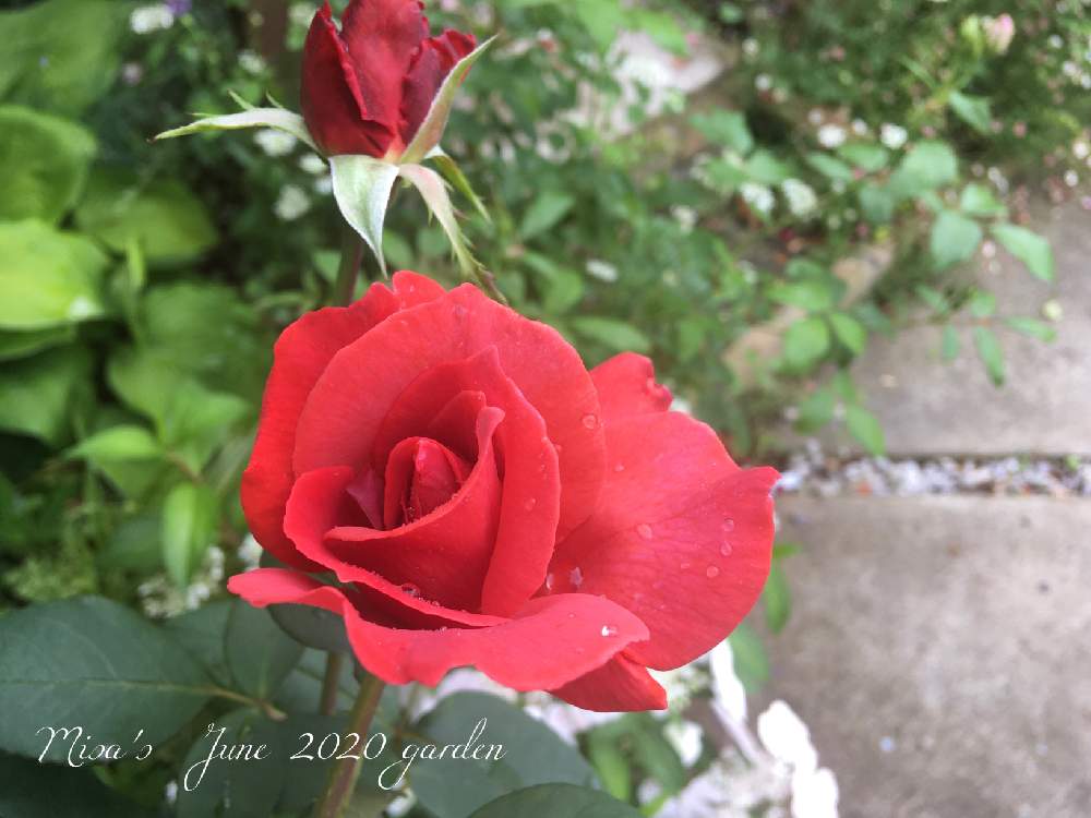 小さな庭の画像 by misaさん | 小さな庭とバラ ブラックティーとバラ無農薬とHTCと千葉県と薔薇愛同盟とバラのある暮らしとGSのみなさんに感謝♡とおうち園芸と植中毒と『おうち園芸』フォトコンテストとバラと夢CLUBと❤️いいね、ありがとうとガーデリンクと無農薬とGSでバラ園と花のある暮らしとお庭とバラ・ミニバラ