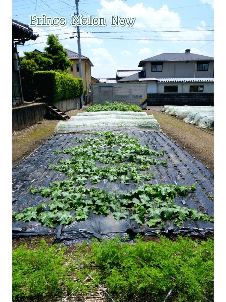 畑の画像 by toshi722さん | 畑とプリンスメロンとMelon 2020と家庭菜園と岐阜県と摘心と整枝と家庭菜園奮闘日記と美濃市