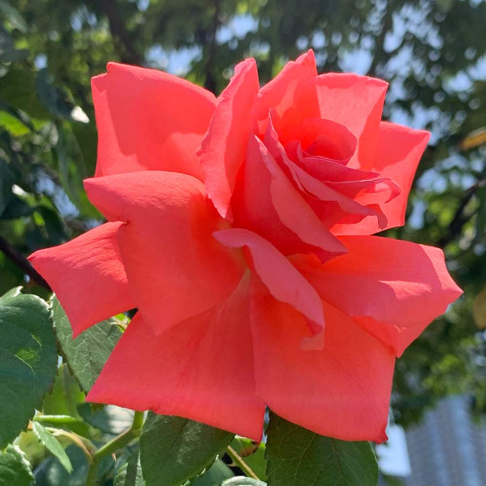 お出かけ先の画像 by Okavangoさん | お出かけ先とばら バラ 薔薇と薔薇愛同盟と薔薇に魅せられてといよいよ初夏へと大阪中之島バラ園と1/100万本の薔薇と薔薇♪と夏・OSAKAと桜・もも・ピンク