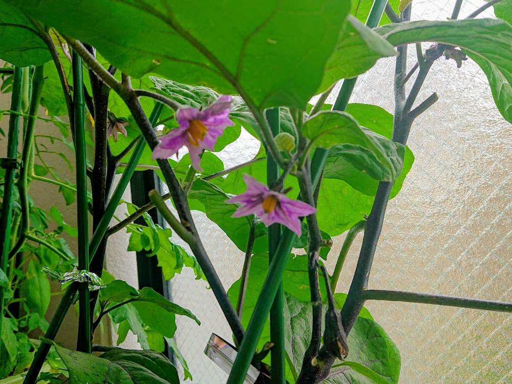 バルコニー/ベランダの画像 by あちゅさん | バルコニー/ベランダとプランター野菜とおうちde菜園とおうち園芸と茄子栽培と茄子 きゅうり ズッキーニ ピーマン