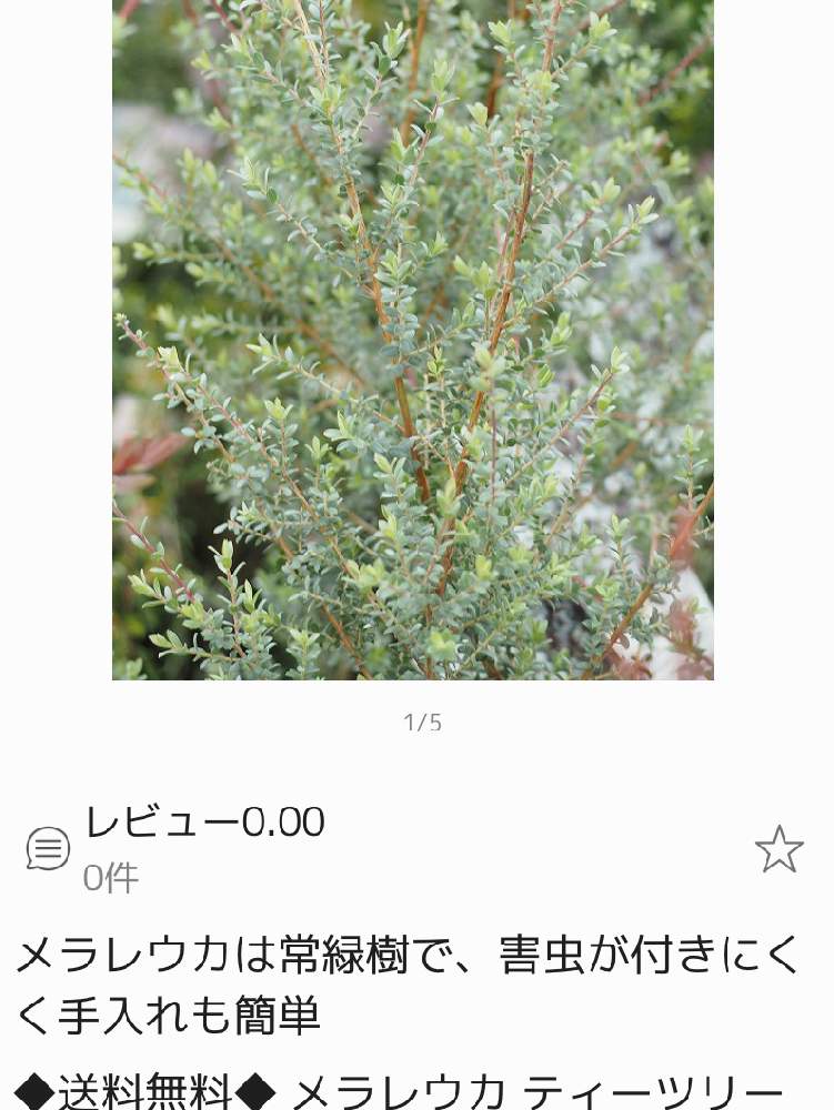 エクステリアの画像 by ママ子3rdさん | エクステリアとメラレウカ・ティーツリーとメラレウカと美しい樹木とはっぱを楽しむとおしゃれさんとおうち園芸とオージープランツ