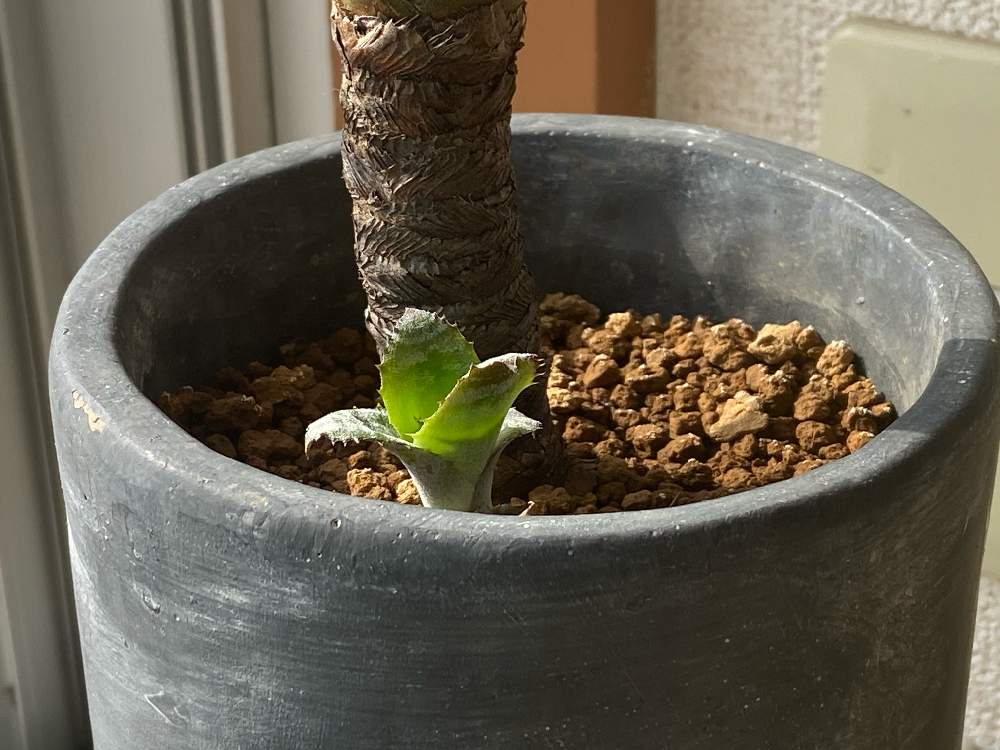 インテリアの画像 by いきものがかりさん | インテリアとエクメア チャンティニーと植物観察日記と観葉植物と植物男子とエクメア属とエクメアチャンティニーと日常と成長記録