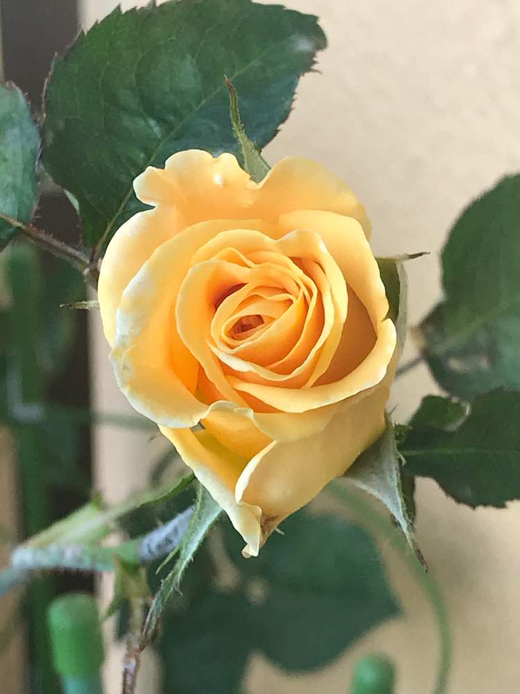 の画像 by ムーミンさん | ベランダーと埼玉川越とどうか平穏な日々が戻りますようにと薔薇マドレーヌ