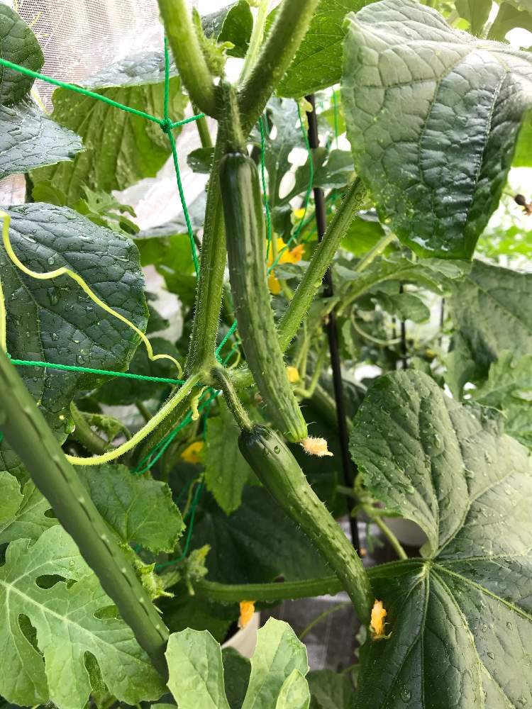 の画像 by ゼリーといちこさん | きゅうりとお野菜とおうちde菜園と癒しとおうち園芸と植中毒と黄色い花と『おうち園芸』フォトコンテストと完全に植中毒とお庭
