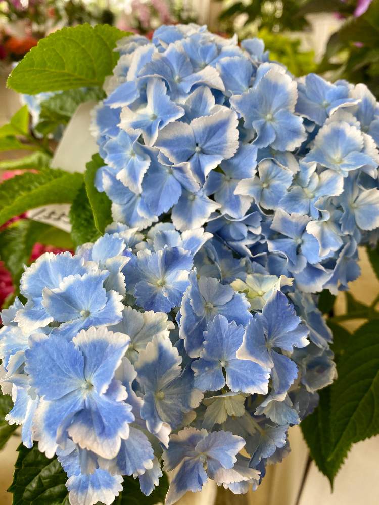 お出かけ先の画像 by さいたまさん | お出かけ先とアジサイと紫陽花 エルマールと一輪の魅力と毎日、紫陽花と紫陽花が好き♡と碧い輝きと久保田花園と紫陽花が大好き✨と近所の園芸店とイキイキ✨と休日の過ごし方と皆様に心から感謝 ♥︎♡♥︎と花びらの魅力✨