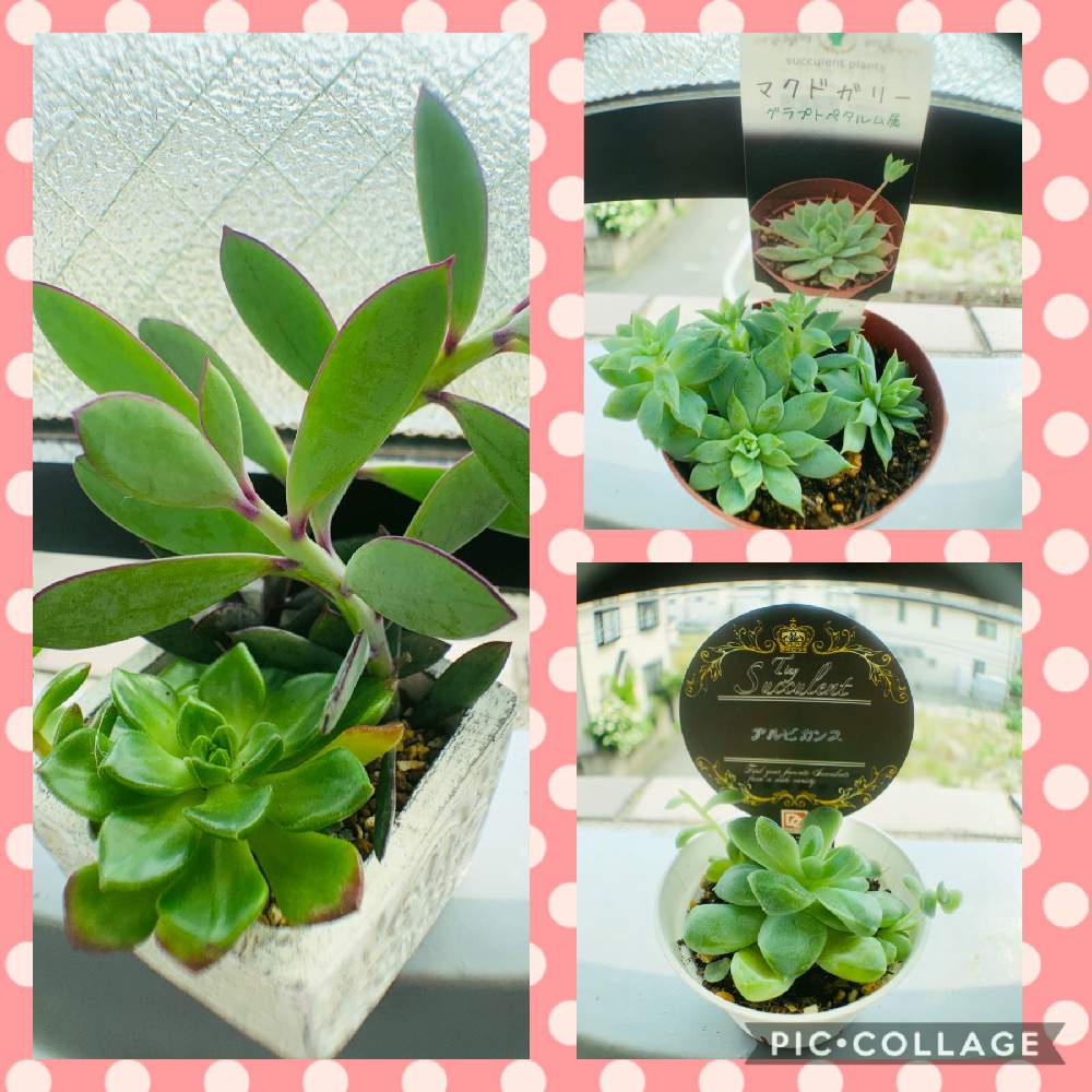 バルコニー/ベランダの画像 by gogomasapさん | バルコニー/ベランダと多肉植物と癒しとGSの皆さまに感謝♡といいね☆ありがとう(*´∀`)♪