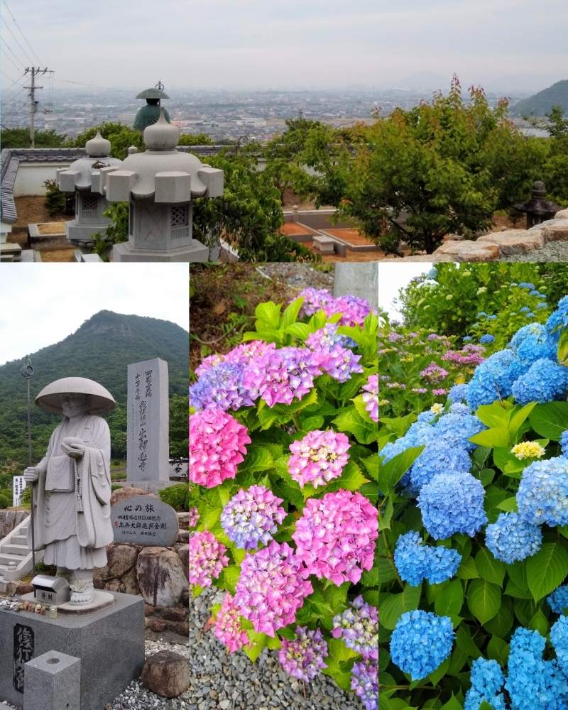 お出かけ先の画像 by 合歓の木さん | お出かけ先と紫陽花 あじさい アジサイと三豊平野と捨身嶽と花のある暮らしと香川県と❤️M.family❤️と八十八ヶ所参り