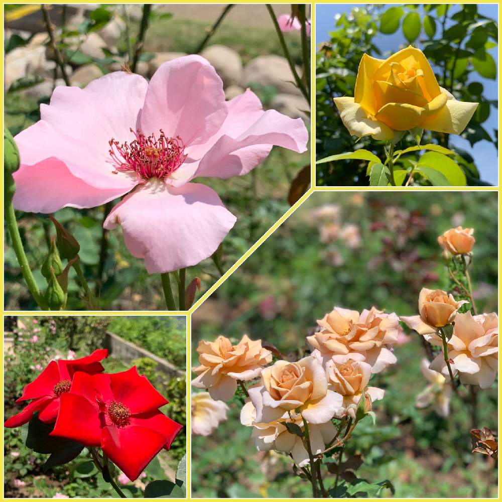 の画像 by Okavangoさん | ばら バラ 薔薇と薔薇愛同盟と大阪市靭公園と薔薇に魅せられてといよいよ初夏へと1/100万本の薔薇と『バラとクレマチス』フォトコンと薔薇♪と夏・OSAKA