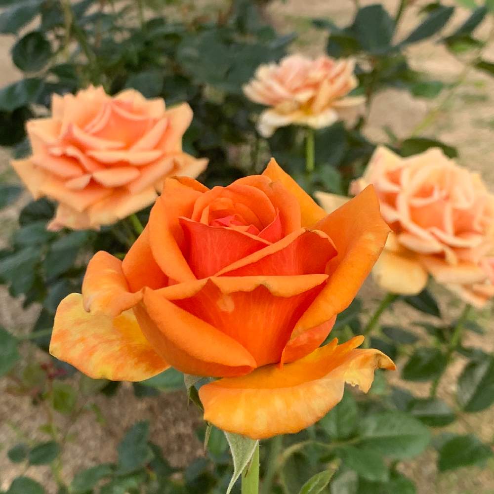 お出かけ先の画像 by Okavangoさん | お出かけ先とばら バラ 薔薇と薔薇愛同盟と薔薇に魅せられてといよいよ初夏へと橙・だいだい・オレンジと大阪中之島バラ園と1/100万本の薔薇と薔薇♪と夏・OSAKA