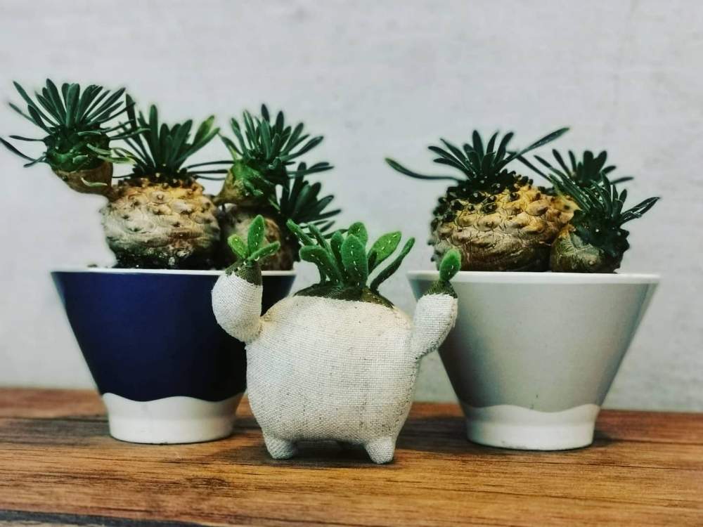 部屋の画像 by poporopoooさん | 部屋とカーチャンとトーチャンと多肉植物と 峨眉山とボタニカルライフと塊根植物のある暮らしと塊根と多肉大好きと塊根女子とぬいぐるみとおうちde菜園と塊根大好きとカキコと多肉植物のある暮らしとコーデックスと塊根まん・ベアルートと塊根植物と珍奇植物とユーフォルビアとビザールプランツ
