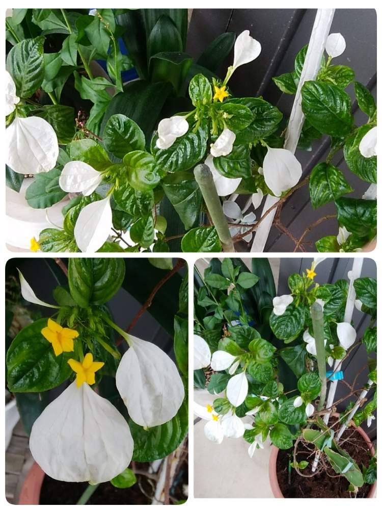 車庫の画像 by ミッチーさん | 車庫とハンカチの花「コロンカ」と今日の花とミッチの会
