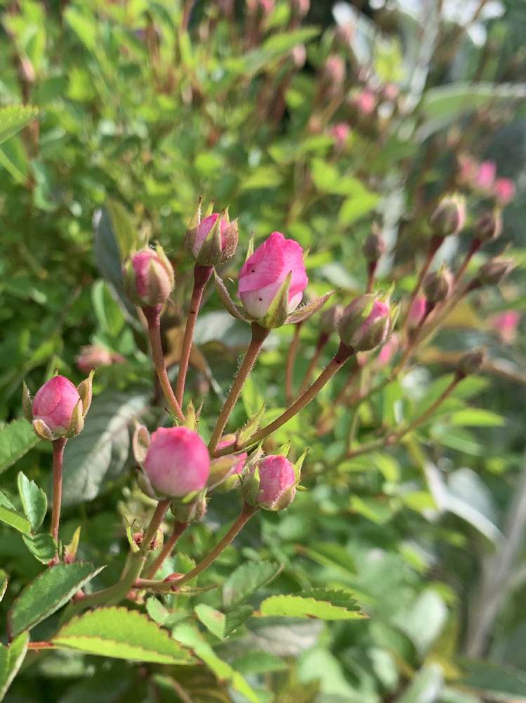 小さな庭の画像 by すず♡さん | 小さな庭とちいさいお花とピンクの花と小さな幸せ♡とバラ・ミニバラとか〜わい〜