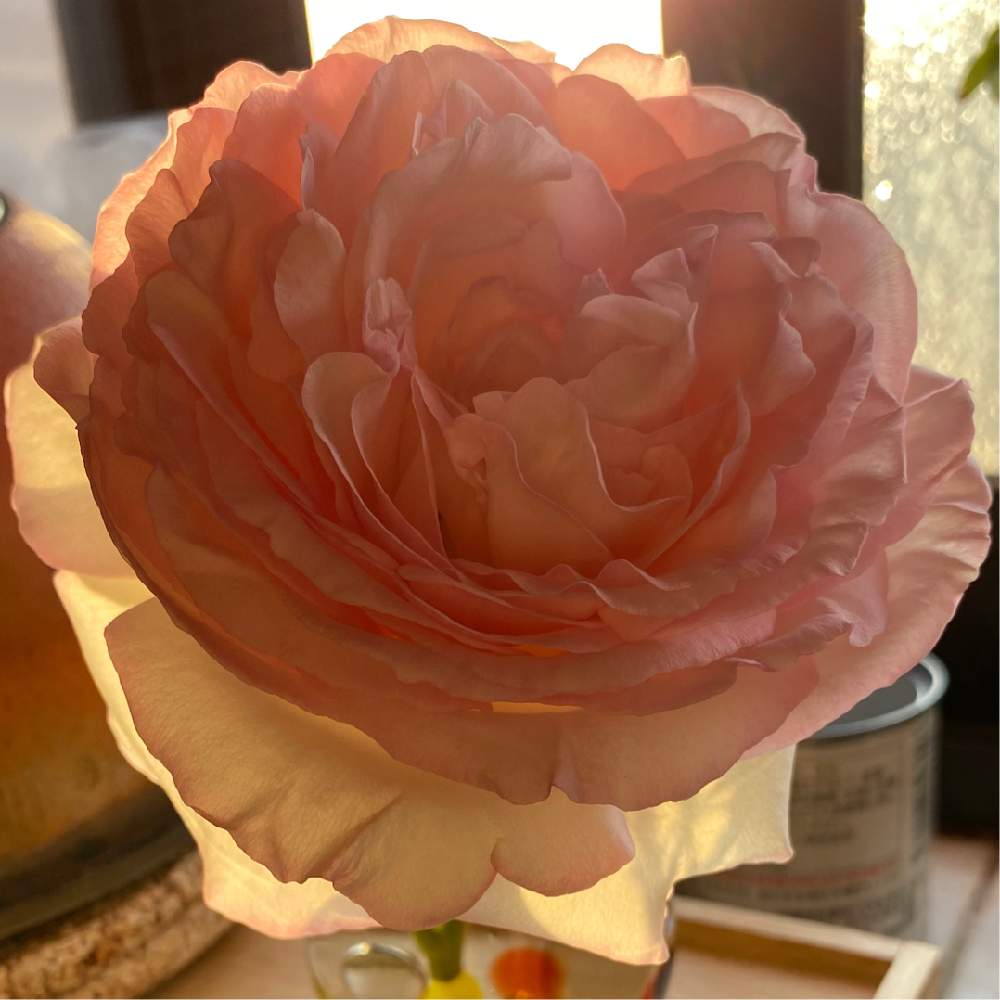 キッチンの画像 by ネイビーさん | キッチンとピエール ドゥ ロンサールとピンクの薔薇とバラ・ピエールドゥロンサールとおうち園芸とげんきもらえますと可愛いね❗と花のある暮らし