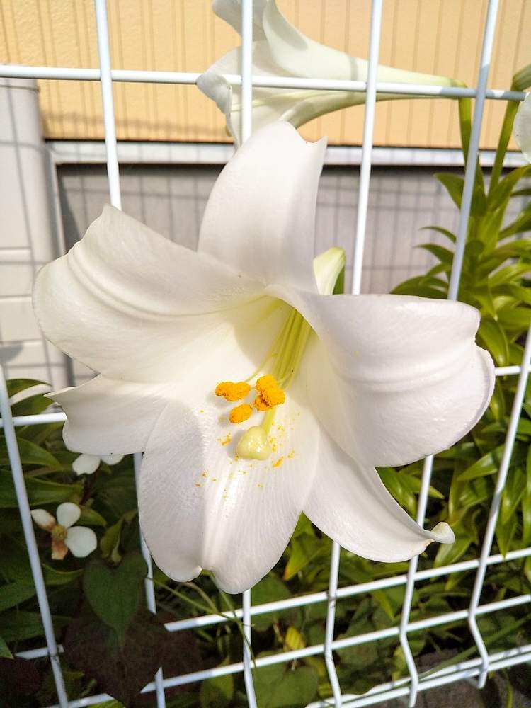お出かけ先の画像 by GARDENISTさん | お出かけ先とお花大好き♡と今日の一枚とありがとう医療従事者の方々とユリ ゆりと花のある暮らしとがんばれ日本