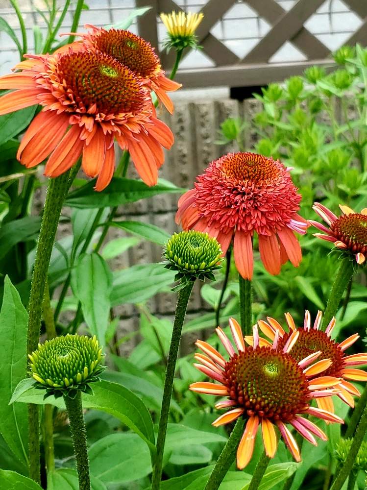 小さな庭の画像 by ✶Chitan✶さん | 小さな庭とエキナセア・メテオレッドと花のある暮らしとお花見ると気持ち明るくなるねと✶chitan✶エキナセア・コレクションと八重咲き