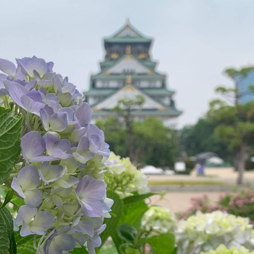 お出かけ先の画像 by Okavangoさん | お出かけ先と紫陽花とアジサイと大阪城公園の四季といよいよ初夏へと毎度!おおさかと大坂城と紫・むらさき・バイオレットと城郭・天守閣と夏・OSAKA