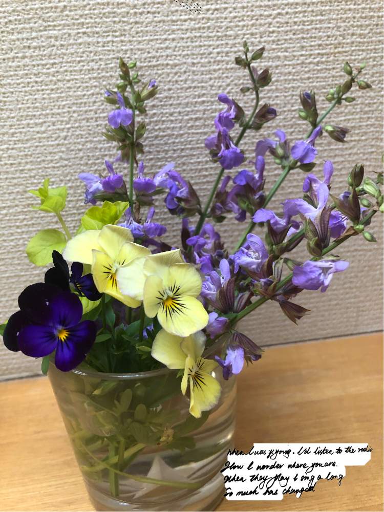 部屋の画像 by ❤︎Hypnotic❤︎さん | 部屋とやめよう無断転載と生命力強いね!とアメジスト色のお花とお世話しないのに咲きますとハーブ❤︎と毎年咲くよーと花のある暮らし