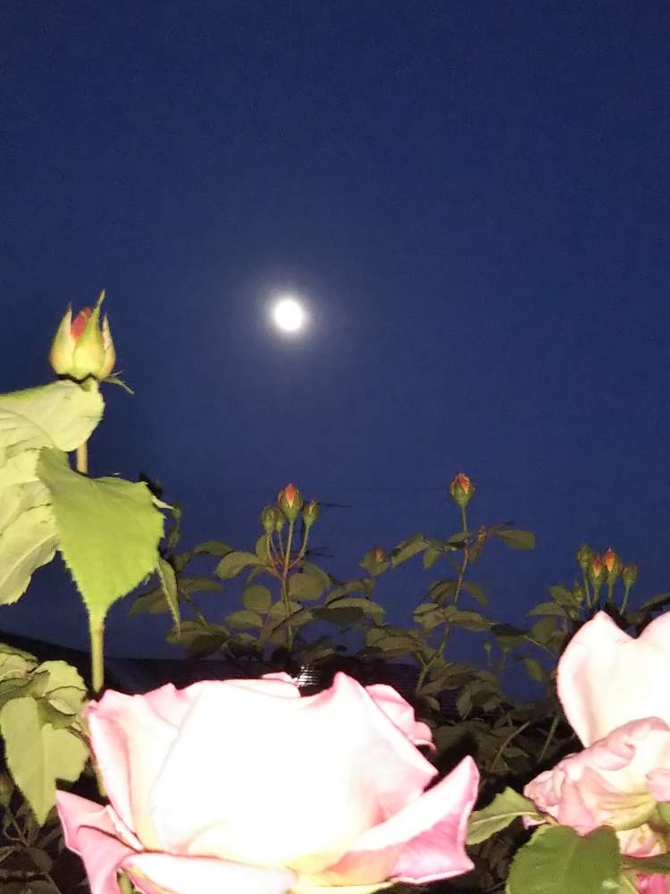 小さな庭の画像 by ❧❧coco❦❦さん | 小さな庭とグラハム トーマスとお花大好き♡とお花に癒されてと月がきれいと月とバラ