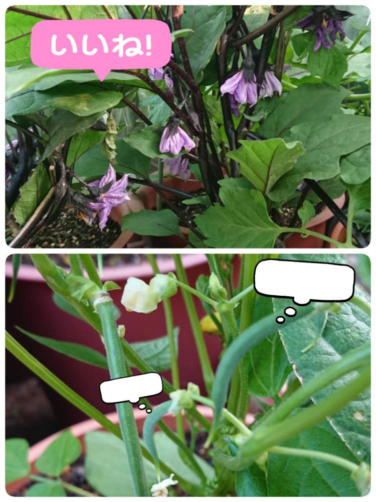畑の画像 by 苺さん | 畑とプランター菜園と茄子の栽培とプランター野菜といんげんの栽培とプランターと家庭菜園とおうちde菜園とおうち園芸と種蒔き栽培とプランター植え