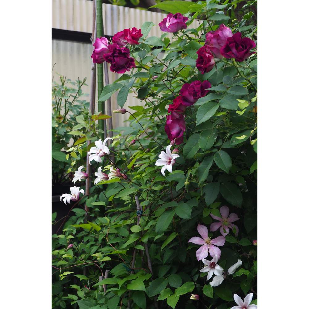 小さな庭の画像 by 我楽多さん | 小さな庭とクレマチスとバラと6月の花とOM-D E-M10とOLY12-50mmF3.5-6.3と六月の箱庭と『バラとクレマチス』フォトコン