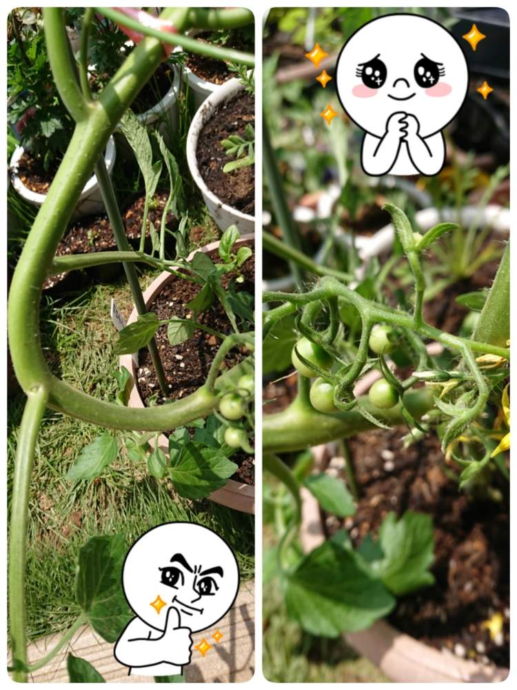 畑の画像 by 苺さん | 畑とバジルの栽培とプランター野菜とプランターと家庭菜園とおうちde菜園とおうち園芸と種蒔き栽培とミニトマトの栽培とプランター植え