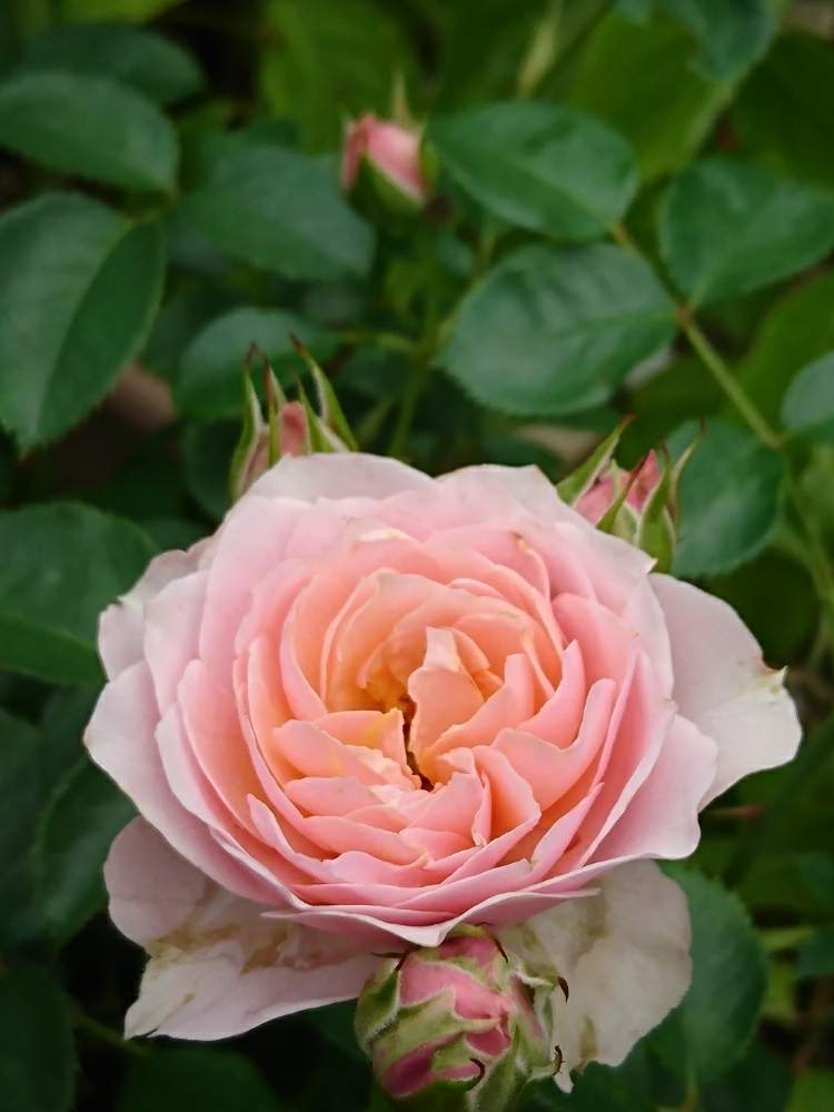 小さな庭の画像 by Keiさん | 小さな庭とソナスファベールとみどりのある暮らしとバラの庭と薔薇愛同盟とKei's Rose Garden 2020と花木とマイガーデンとGS映えときれいとおうち園芸と『おうち園芸』フォトコンテストとおきにいりとガーデニングと花のある暮らしとかわいいとおおきくなあれと咲いた!