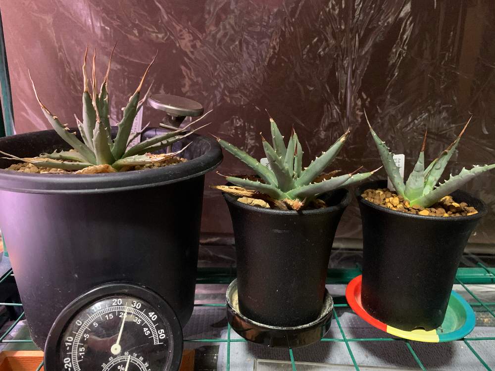 部屋の画像 by 植物大好きシゲψ(`∇´)ψさん | 部屋とagave maniaとエボリスピナ陽炎とアガベ ユタヘンシスとユタエンシス ネバデンシスとユタエンシス・エボリスピナとAGAVE HOLICと室内管理とサーキュレーターガンガンとアガベ属