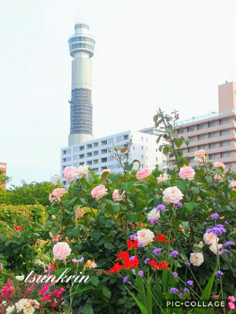 お出かけ先の画像 by つんくりんさん | お出かけ先とばら バラ 薔薇と ハッピーと公園と幸福とGS映えと横浜ときれいと緑のある暮らしと元気もらえると山下公園と神奈川県と花のある暮らしとガーデンネックレス横浜とマリンタワーと素敵