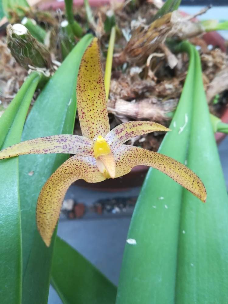 小さな庭の画像 by 阿南田零さん | 小さな庭とバルボフィラム メラニーズ スターとBulbophyllum Melanie's Starと洋蘭と着生ランとラン科とバルボフィラムとマメヅタラン属と山野草とおうち園芸と『おうち園芸』フォトコンテストと洋蘭広め隊とオーキッドと着生蘭とらんとガーデニングと洋蘭交配種と花のある暮らし