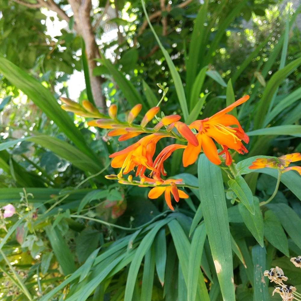 の画像 by 月華美神さん | 植物のあるくらしと癒される♡と花と緑のある暮らしと好きな香り♡とおうち時間とおうちde菜園と∞Purple and Queen倶楽部∞とおうち園芸と∞Purple and queen 倶楽部∞と心のやすらぎとかわいぃな♡と∞INFINITY∞と花のある暮らしと癒し✨とおうちで楽しくとひめひおうぎすいせん