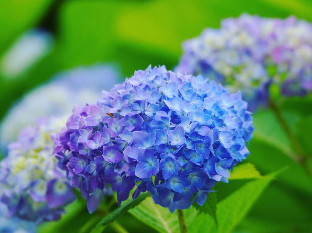 の画像 by minoさん | 東山植物園とコロナに負けない植物の力と植物のある暮らしと園芸品種とエア植物園と植物園とアジサイ科と花のある暮らしと東山植物園アジサイ園