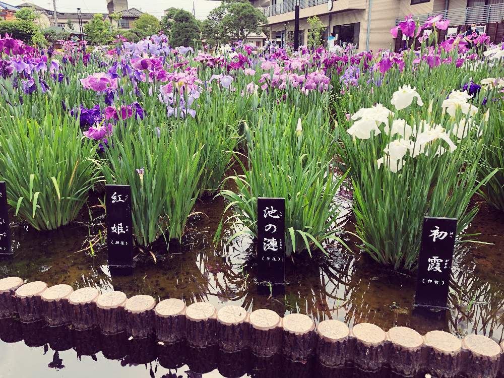 お出かけ先の画像 by modokinさん | お出かけ先と花菖蒲(はなしょうぶ)とおさんぽと堀切菖蒲園