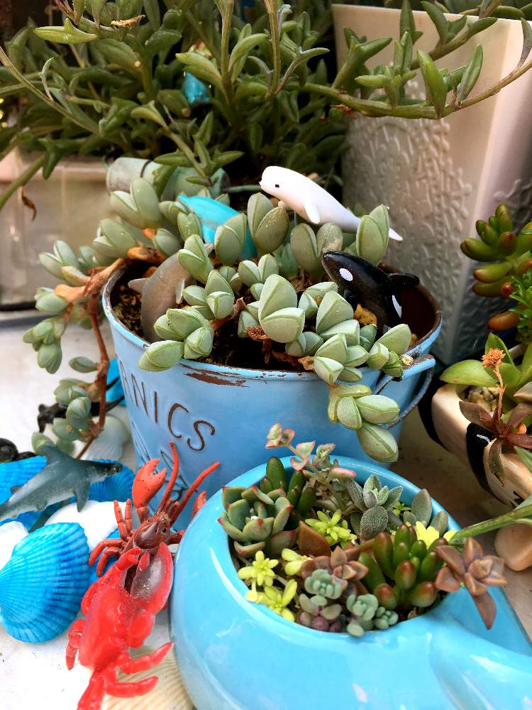 の画像 by ラ♡ミントさん | GS Lifeと碧魚連♡と多肉の寄せ植えとおうち園芸とタニ友募集とトトの日とドルフィンネックレス❤︎と素敵な1日をとタニクライフ