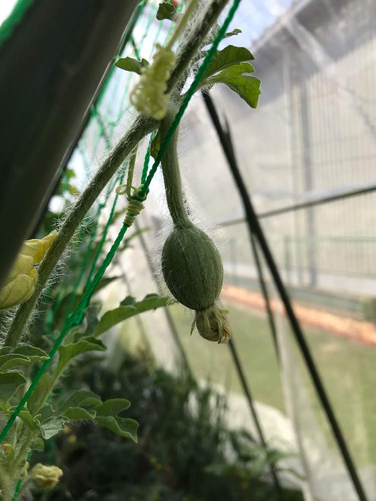 の画像 by ゼリーといちこさん | スイカとおうちde菜園フォトコンとおうちde菜園と癒しとおうち園芸と植中毒と黄色い花と完全に植中毒とお庭