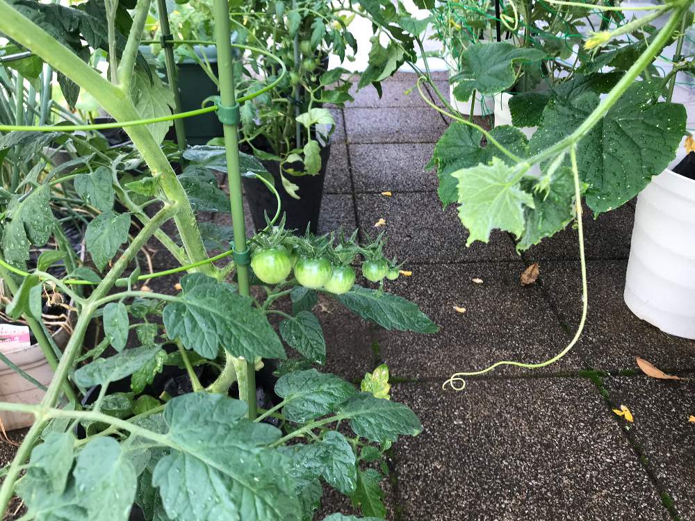 広い庭の画像 by ゼリーといちこさん | 広い庭とミニトマトとおうちde菜園フォトコンとお野菜とおうちde菜園と癒しとおうち園芸と植中毒と黄色い花と完全に植中毒とお庭