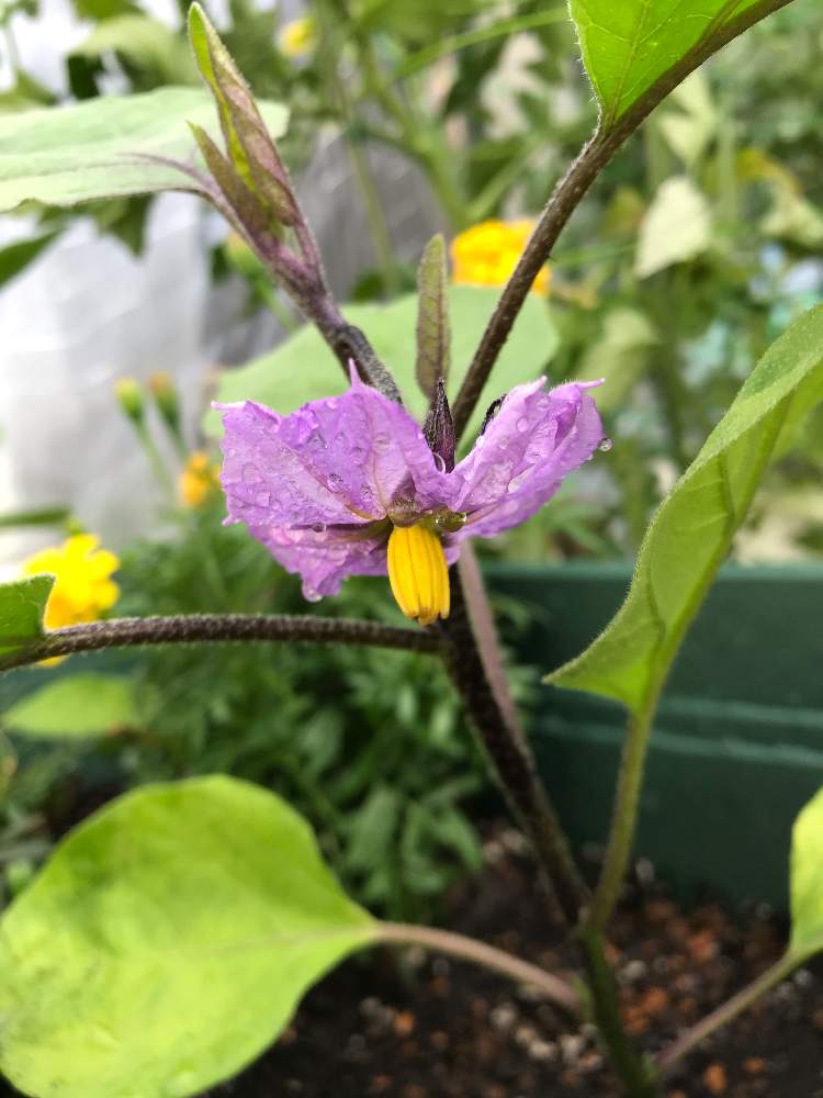 の画像 by ゼリーといちこさん | 千両ナスとおうちde菜園フォトコンとお野菜とおうちde菜園と癒しとおうち園芸と植中毒と黄色い花と完全に植中毒とトマトトーンとお庭