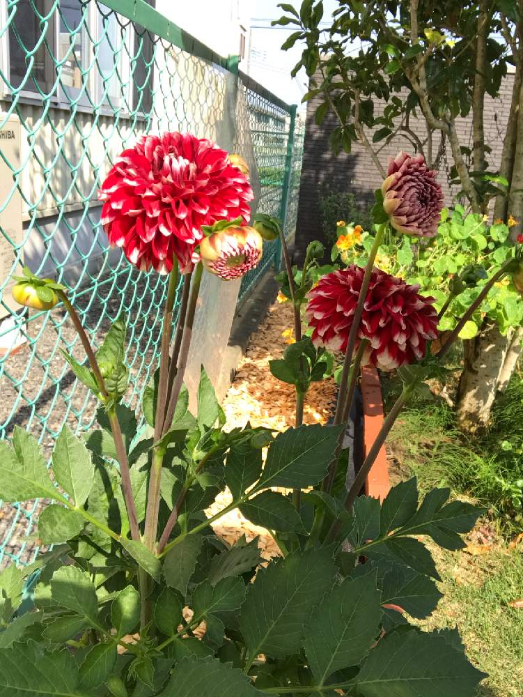 広い庭の画像 by ゼリーといちこさん | 広い庭とダリア マキシと癒しと植中毒と完全に植中毒と赤い花と花のある暮らしとお庭
