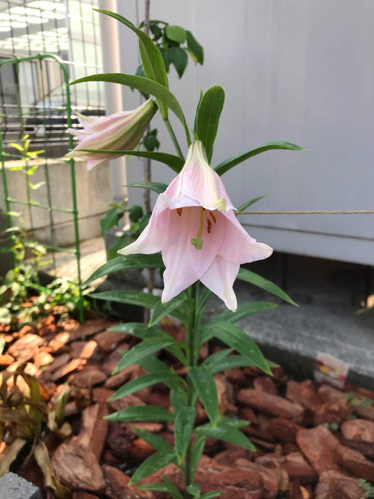 エクステリアの画像 by ゼリーといちこさん | エクステリアとオリエンタルハイブリッドリリーとマグニフィークとピンクの花と癒しと花壇と植中毒と完全に植中毒と花のある暮らし