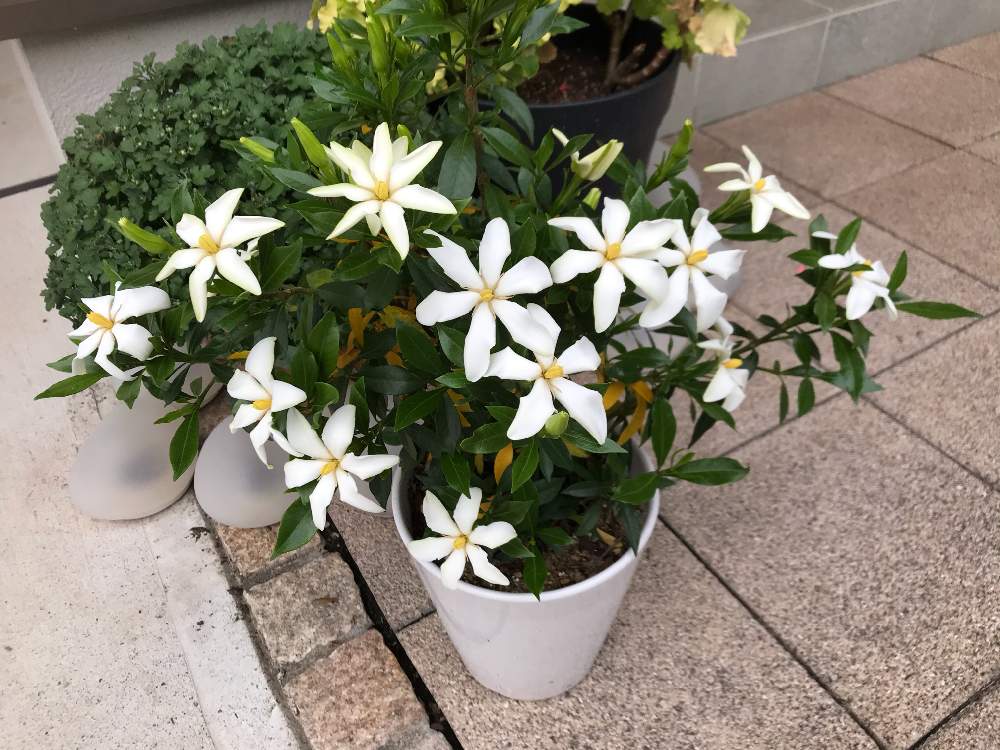 玄関の画像 by ゼリーといちこさん | 玄関とクチナシと癒しと植中毒と完全に植中毒と花のある暮らしと白い花と良い香り