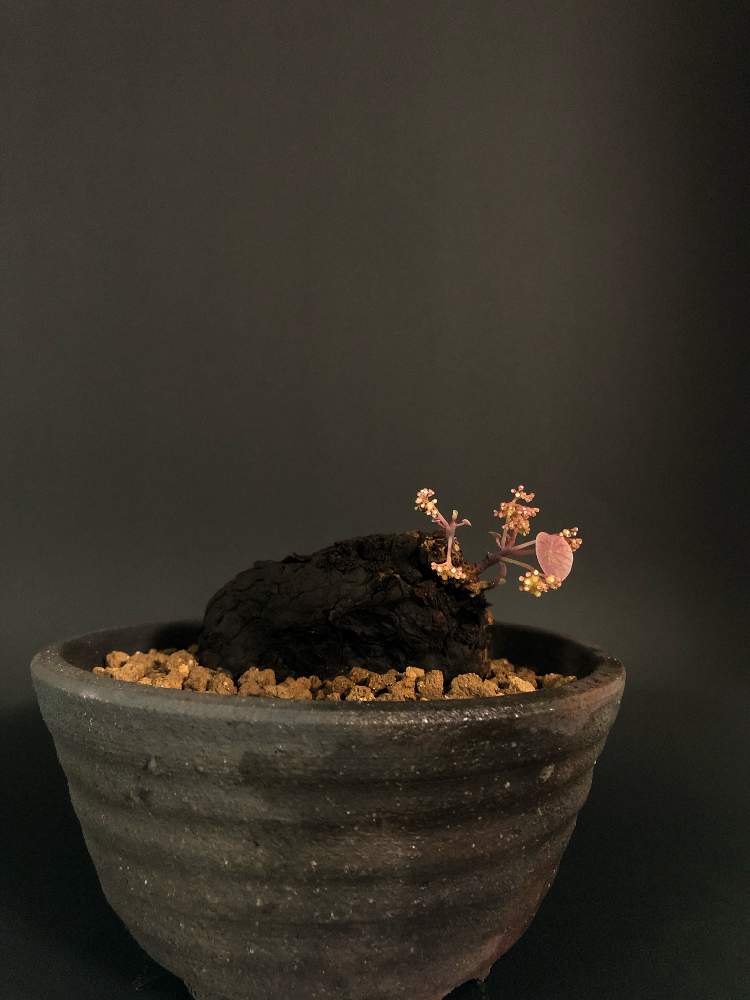 バルコニー/ベランダの画像 by hittyyさん | バルコニー/ベランダと植物のある暮らしと綺麗な葉と花♡と塊根植物のある暮らしとステファニア ノヴァSPとStephanie sp. novaとコーデックスと緑のある暮らしと塊根植物と静かな夜✨とステファニア属と緑大好き❤とバルコニスト