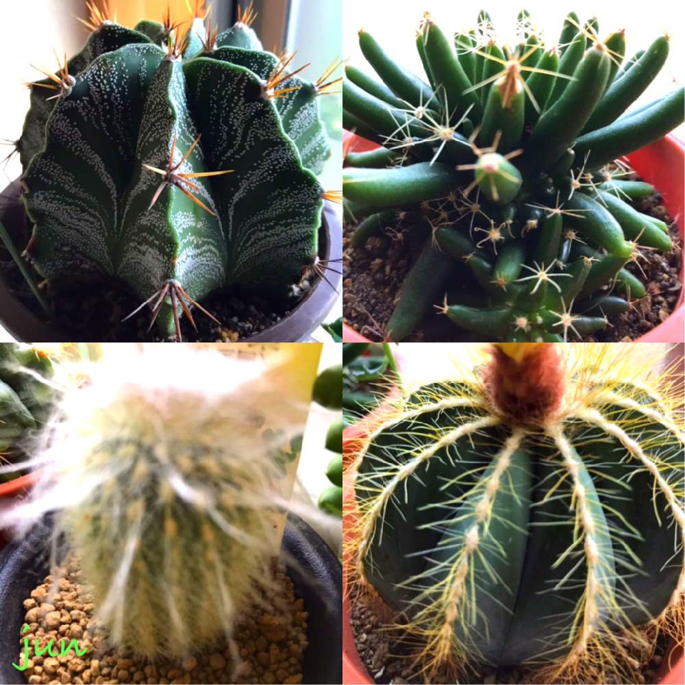 の画像 by junさん | 老楽と英冠玉とアストロフィツム 般若と海王星と多肉植物とサボテン科とGS映えと父のコレクション