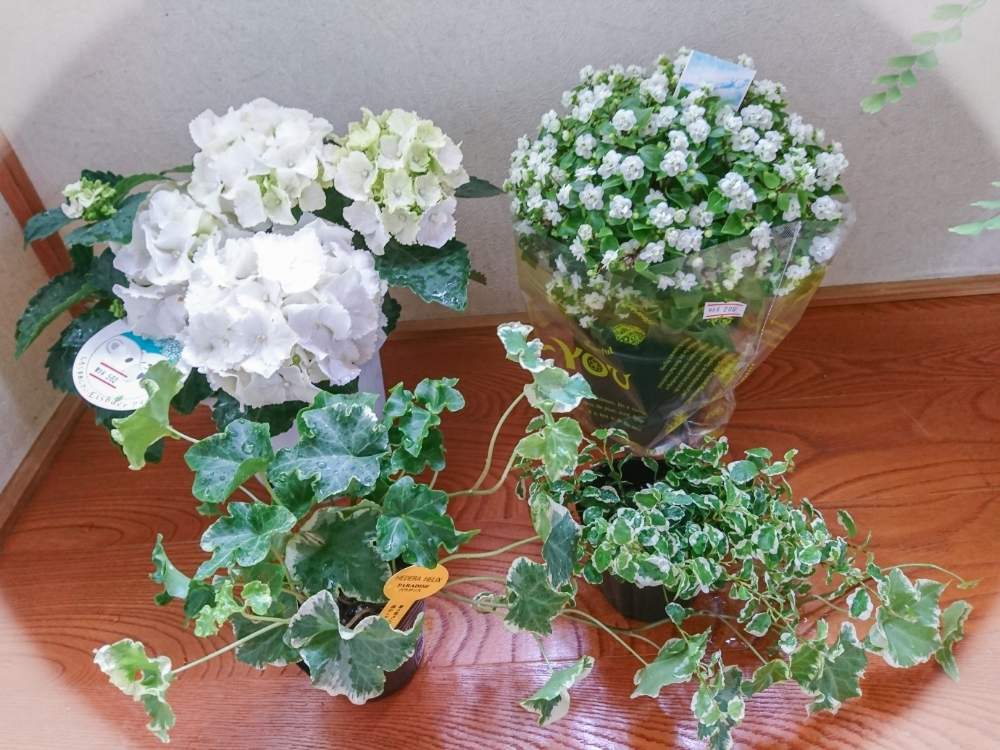 の画像 by TAYA's lab.さん | 紫陽花 アイスベアーと斑入りプミラとヘデラ パラダイスとエキザカム ジュピターと✨斑入りプミラ2✨と✨アイスベアー✨と夏を感じると買い物記録と激安店とホワイトと純白と爽やかにと梅雨を楽しむと希少種と★エキザカム★と✨たやパラダイス✨