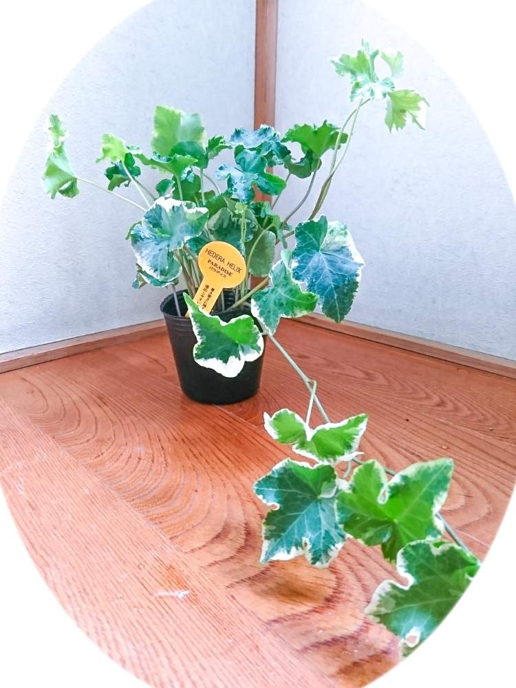 の画像 by TAYA's lab.さん | ✨持ち株リスト✨と✨たやパラダイス✨
