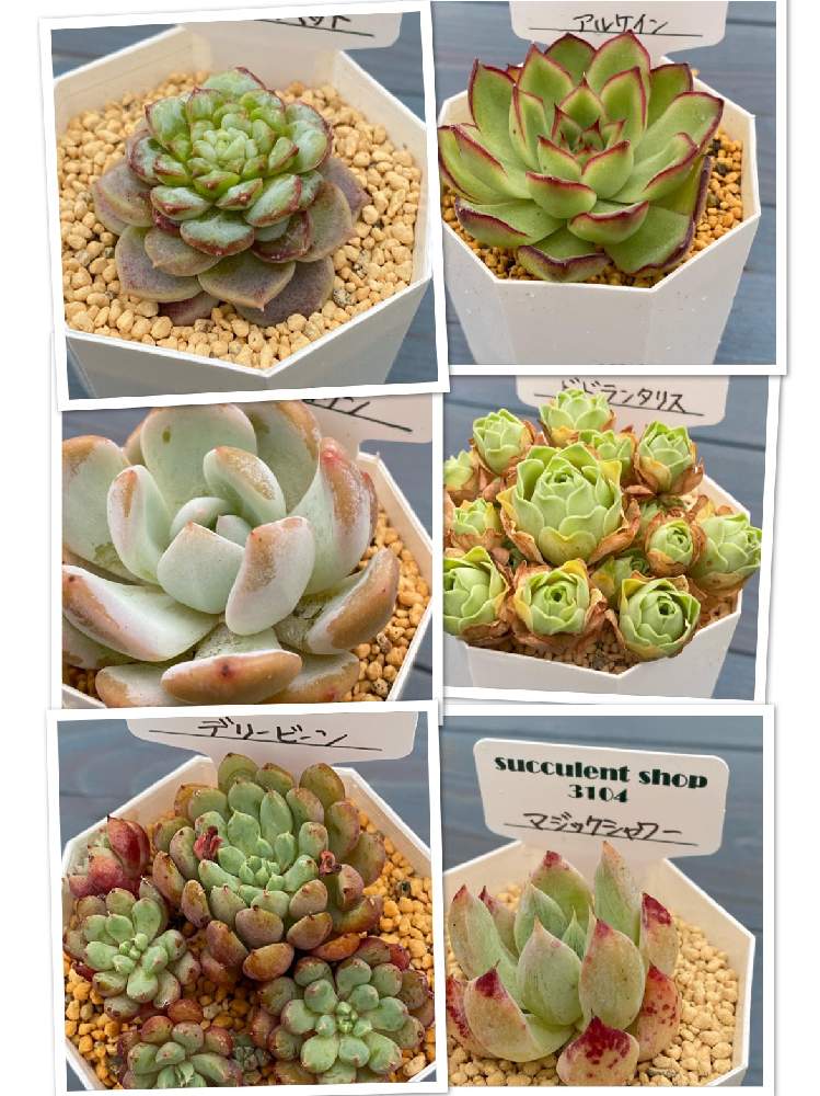 の画像 by Succulentshop3104さん | ドドランタリスとソンヨウンとデリービーンとレッドベルベットとエケベリア アルケインとエケベリア マジックシャワーと多肉男子とグリーノビア属とエケベリア属と販売とsucclent shop 3104